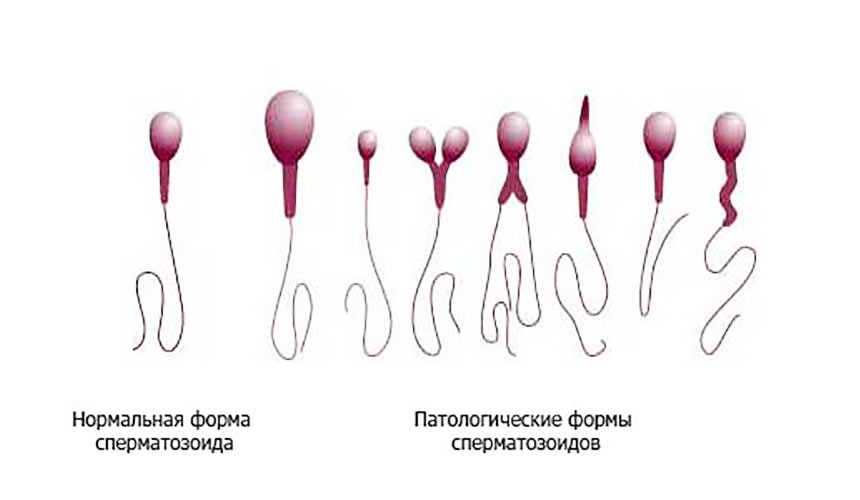 Секс Выделение Спермы