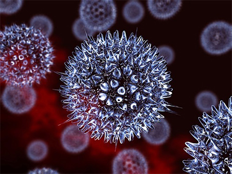 Вирус папилломы человека является внутриклеточным паразитом.