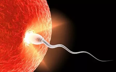 Исследование спермы позволяет оценить количество сперматозоидов в семенной жидкости