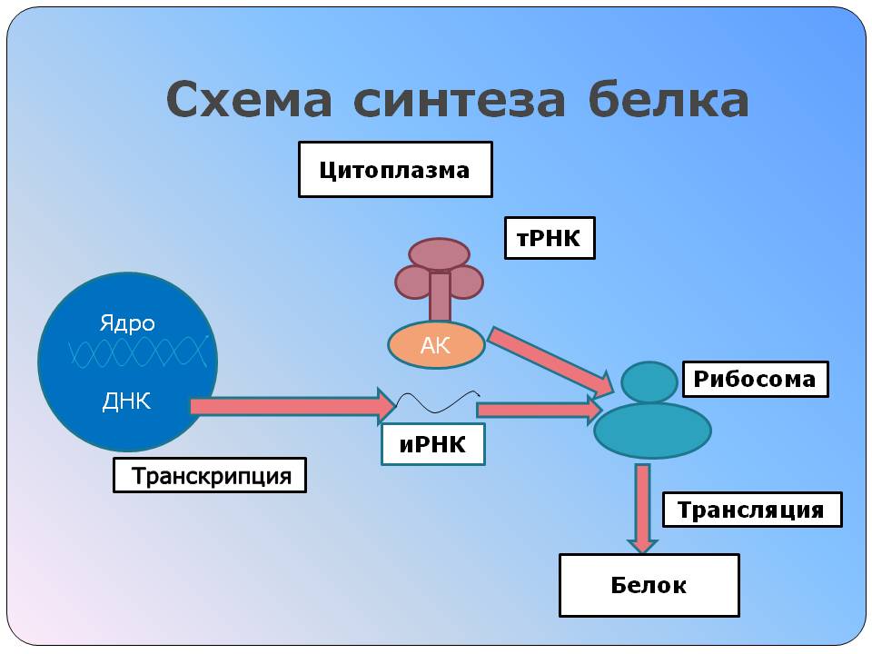 Синтез белка схема