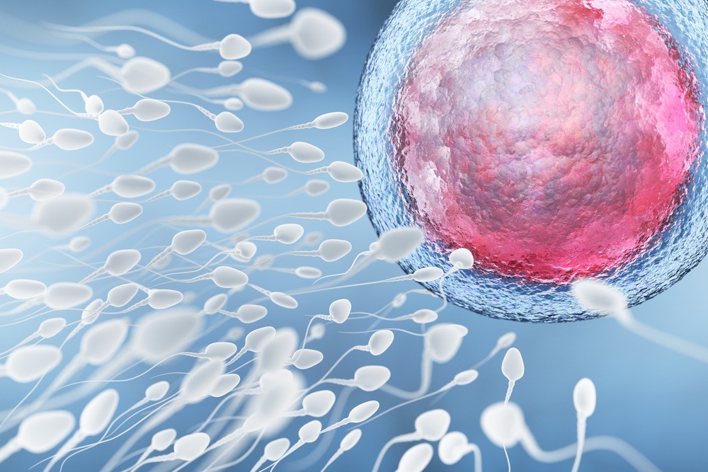 движение спермиев к яйцеклетке