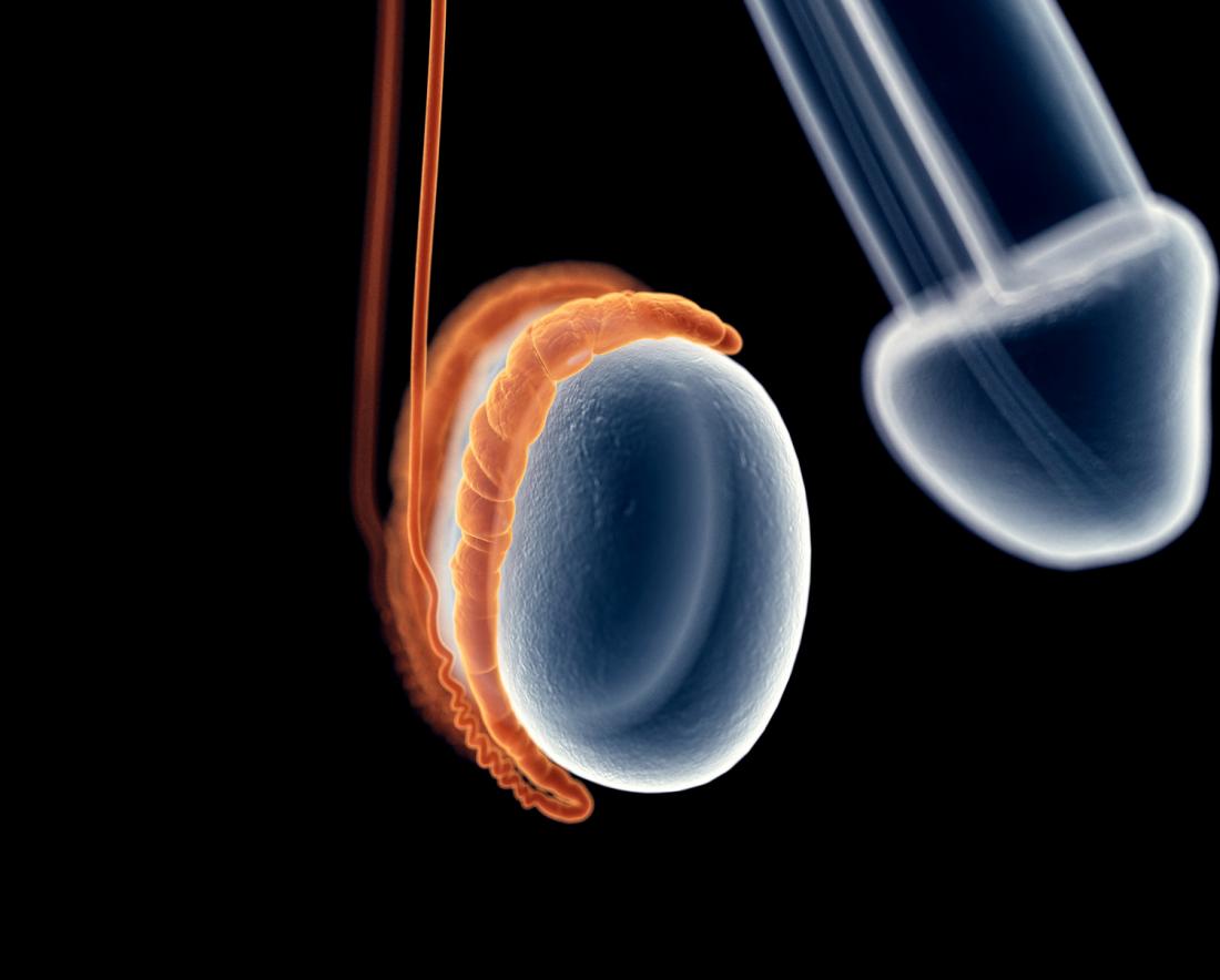 Молочница у мужчин и лейкоциты в сперме thumbnail