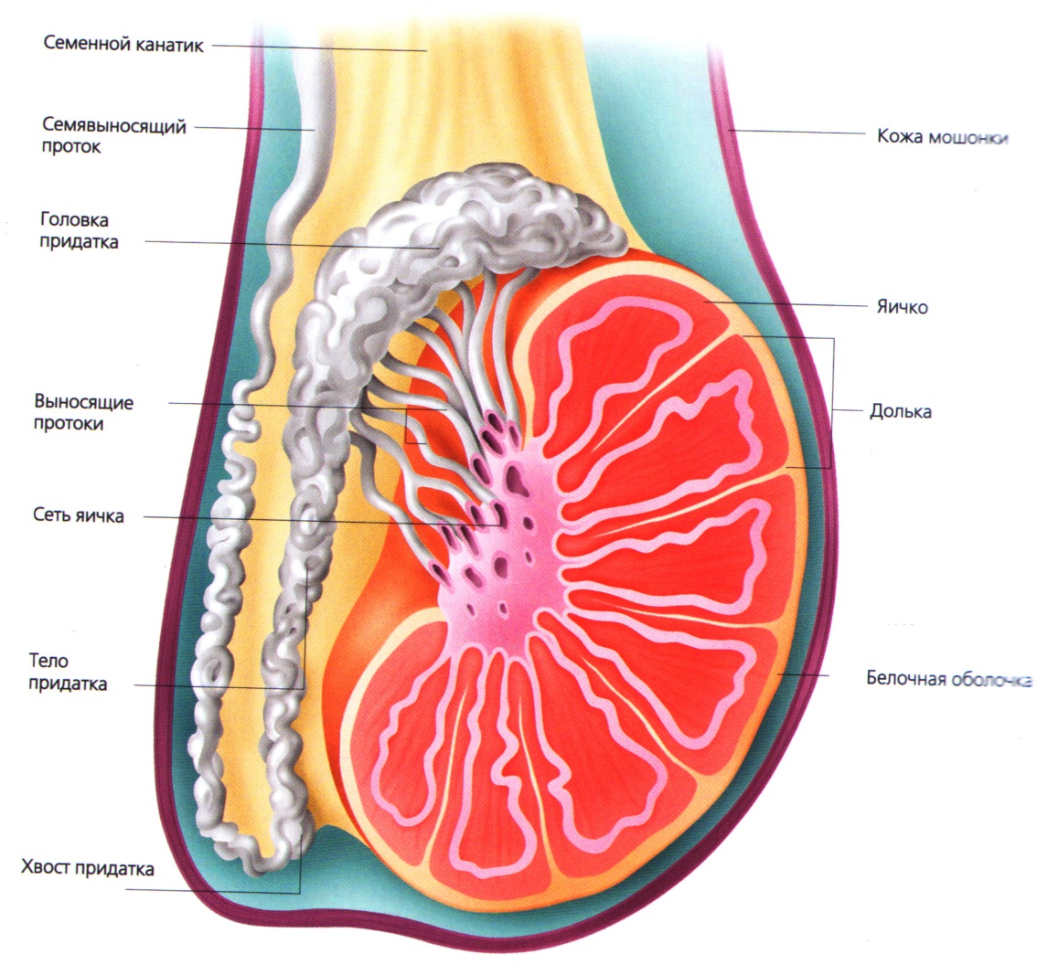 Мужские яички органы. Придаток яичка у мужчин анатомия. Строение семенника анатомия. Строение мужских яичек в разрезе. Строение яички семенники.