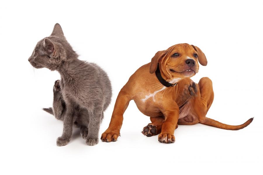 кошки и собаки – виновники аллергии