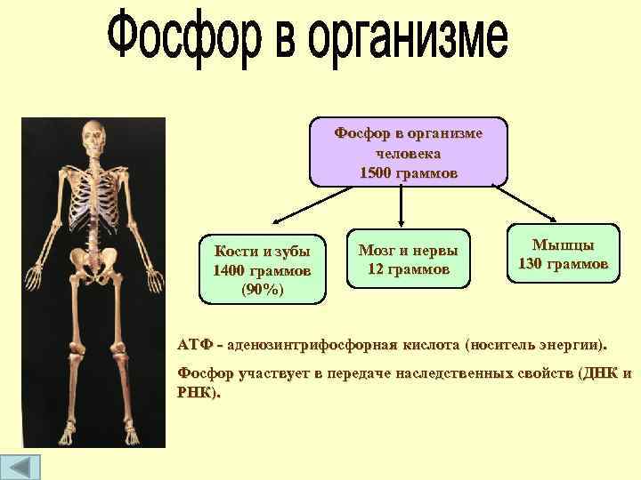 Фосфор в организме