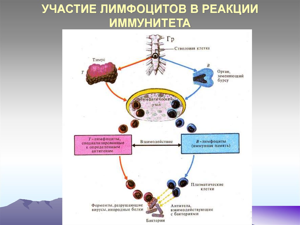 Действия лимфоцитов. Схема образования клеток иммунной системы. Т лимфоциты внутриклеточный иммунитет. Схема клеточного механизма образования иммунитета. Клеточный и гуморальный иммунитет т лимфоциты.