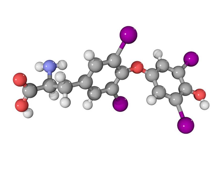 Модель тироксина