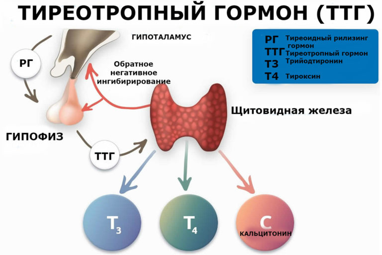 ТТГ – гормон щитовидной железы