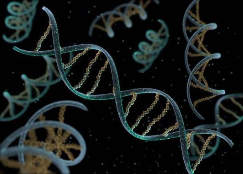 Суть ПЦР состоит в многократном клонировании находящихся в исследуемом материале фрагментов ДНК
