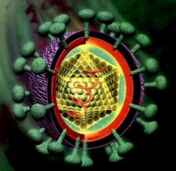 Вирус гепатита В – вирус, содержащий ДНК, имеющей внешнюю оболочку и сердцевину.
