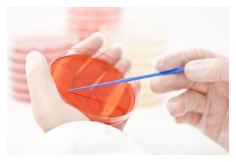 Мазок из уретры или влагалища можно исследовать бактериологическим методом.