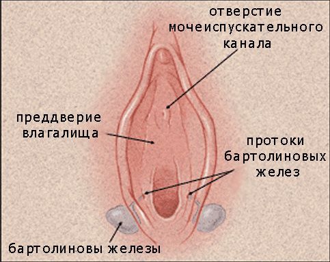 Бартолиновы (бартолиниевы) железы