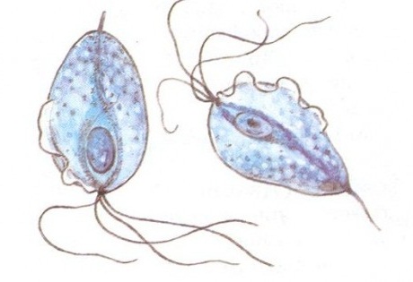 Инфекции, вызванные простейшими одноклеточными микроорганизмами – трихомониаз.