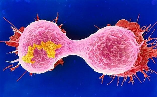 деление клеток при лейкоплакии полового члена