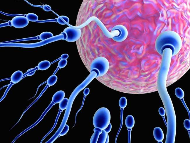 Спермограмма (возможность иметь потомство)