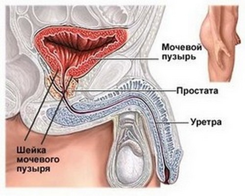 мочеполовые органы у мужчин
