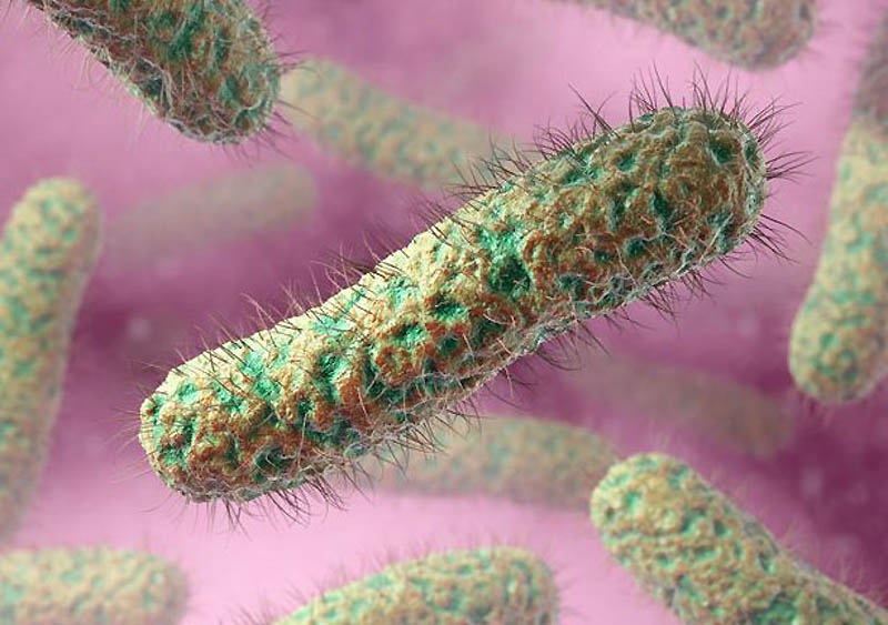 инфекционные бактерии при цистите у мужчин