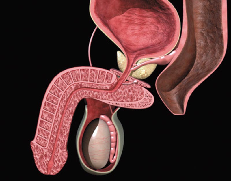 воспаление уретры и мочевого пузыря у мужчин