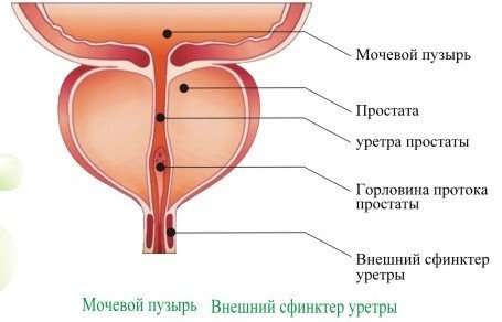 Мочевой пузырь печень. Уретра у женщин анатомия. Заброс мочи в простату. Сфинктер заброс мочи в предстательную железу. Простатит симптомы моча.