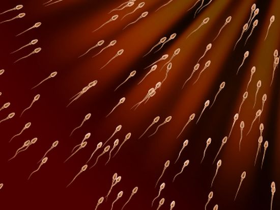 свечение спермы при анализе на фрагментацию ДНК